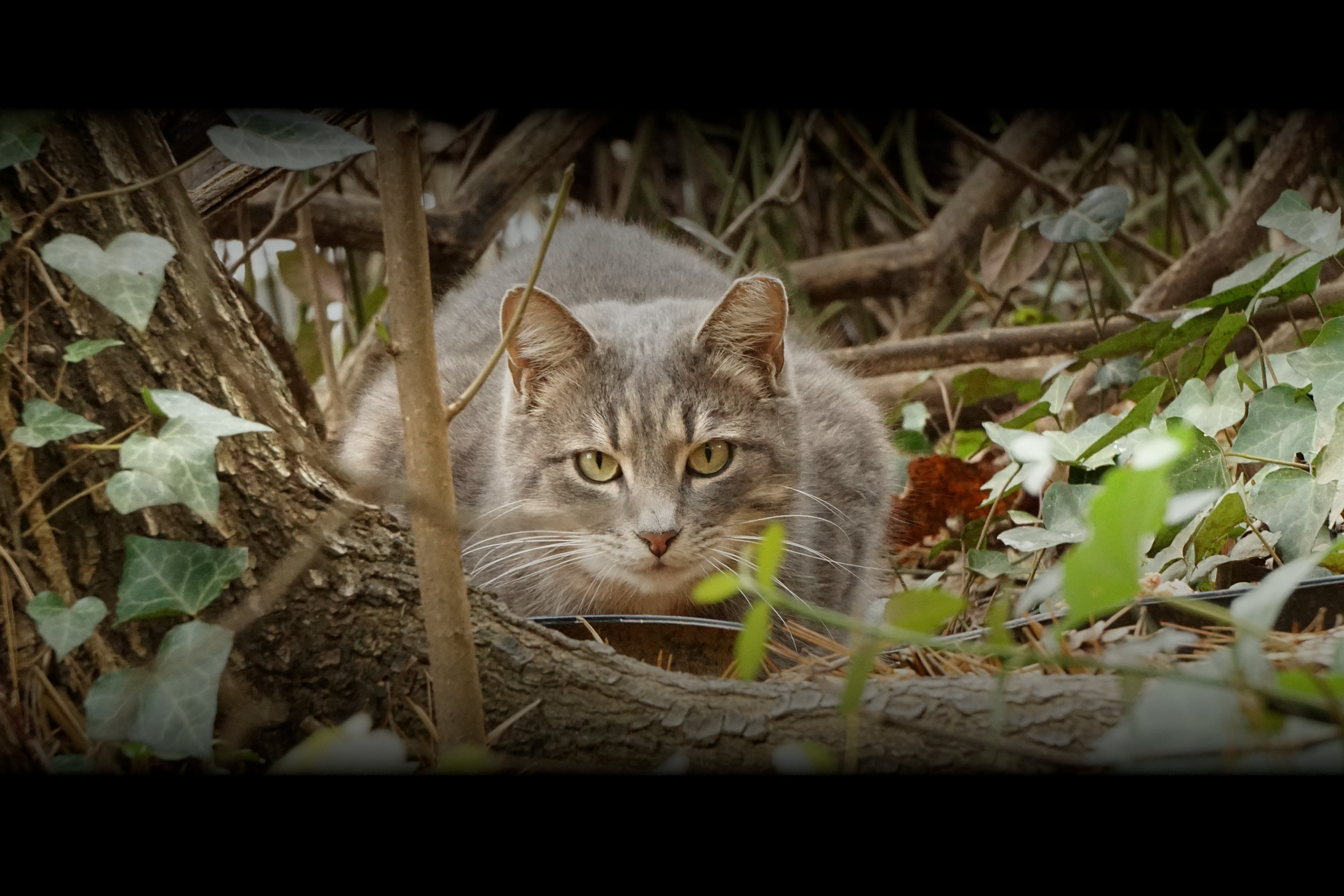 Keep Community Cats Comfortable While in Their Trap