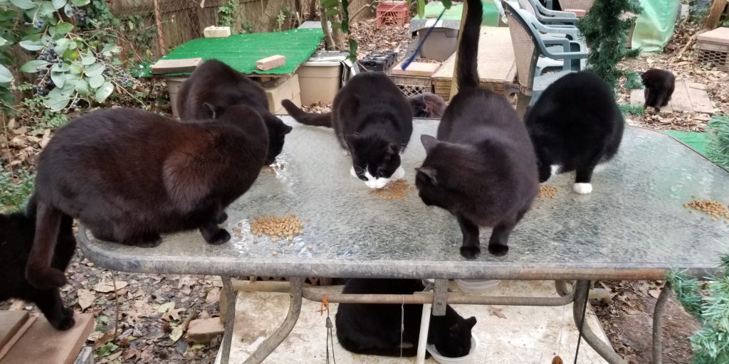 Community cats eating